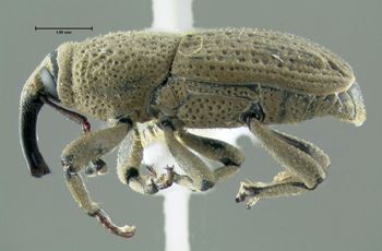 Media type: image;   Entomology 603342 Aspect: habitus lateral view